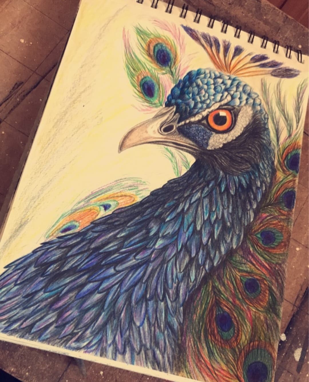 Peacock 🦚